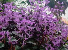 Plectranthus hybrid